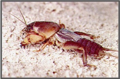 Image of Northern mole cricket: Neocurtilla hexadactyla, photographed by J.L. Caster, University of Flordia