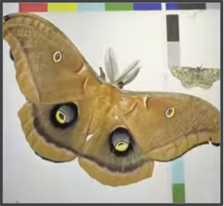 Image of Polyphemus moth and pale-winged gray:
Antheraea polyphemus, Iridopsis ephyraria